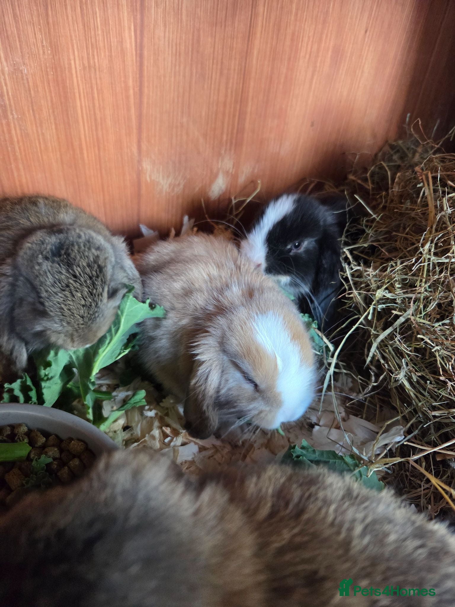 Mini Lop rabbits Mini lops - Advert 1