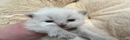 Siberian cats for sale: 🩷🩷GCCF Siberian Neva Masquerade Kittens🩷🩷 - Advert 6