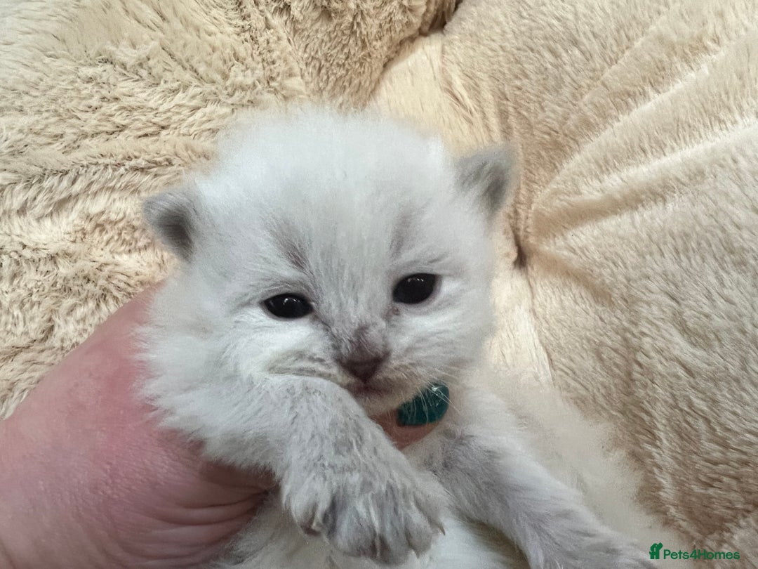 Siberian cats for sale: 🩷🩷GCCF Siberian Neva Masquerade Kittens🩷🩷 - Advert 6