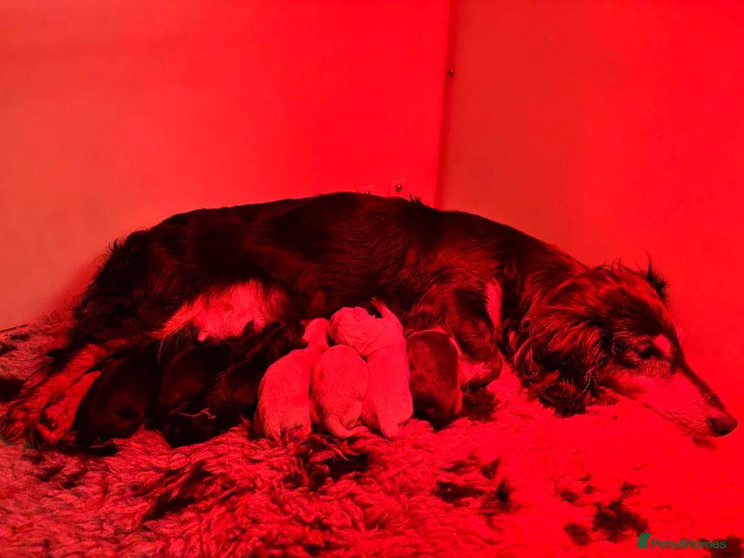 Miniature Dachshund dogs for sale: Beautiful Long haired miniature Dachshund Puppies  - Advert 25