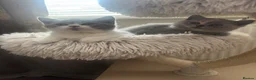 British Shorthair cats for sale: 🏆 Champion bloodlines, Beautiful BSh kittens   - Advert 5
