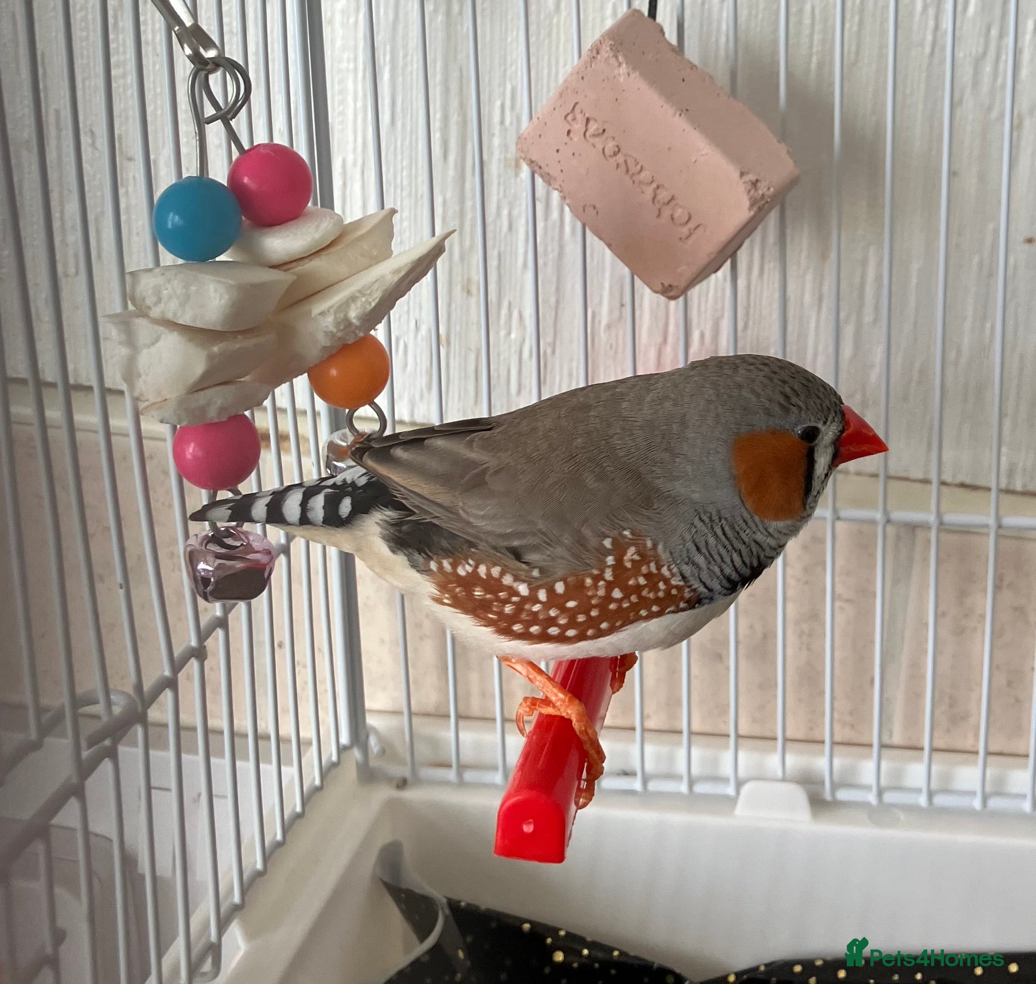 Budgerigars birds Pair of finches - Advert 16