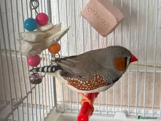 Budgerigars birds Pair of finches - Advert 16