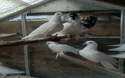 Pigeons birds for sale: Pigeon for sale - Image 16