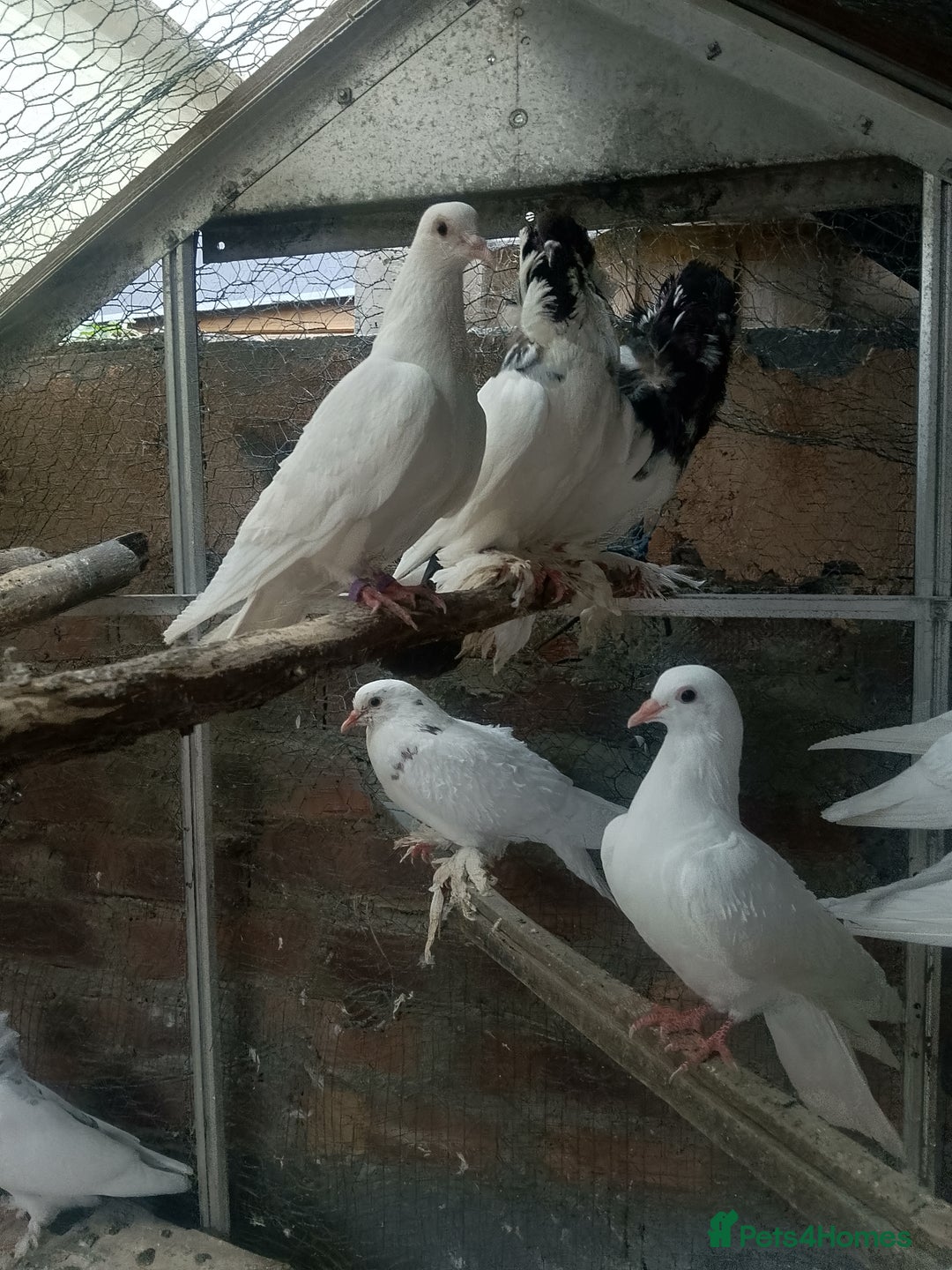 Pigeons birds for sale: Pigeon for sale - Image 16