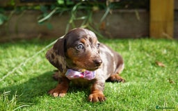 Miniature Dachshund dogs for sale: MINIATURE DACHSHUND PUPPIES PRA CLEAR - Image 8