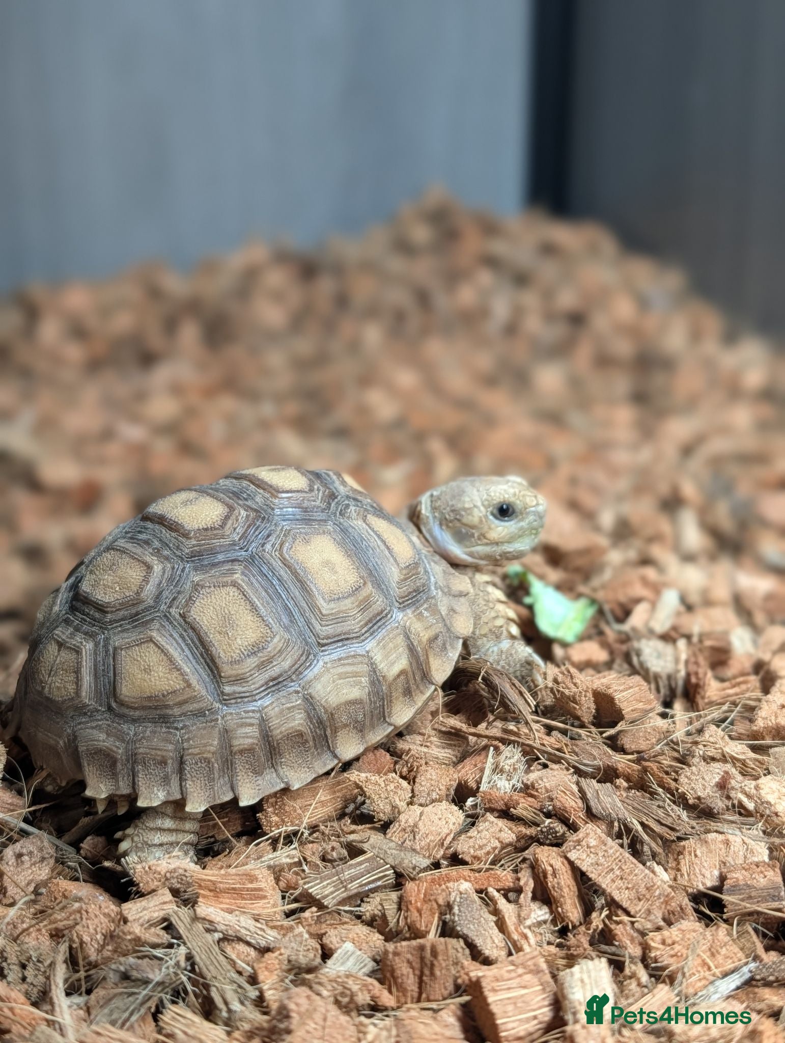 Tortoise reptiles Sulcata and enclosure  - Advert 8