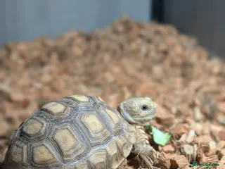 Tortoise reptiles Sulcata and enclosure - Advert 8