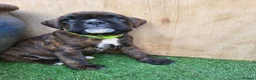 Boxer dogs for sale: Amazing bobtail/ tailed boxer puppy - Advert 8