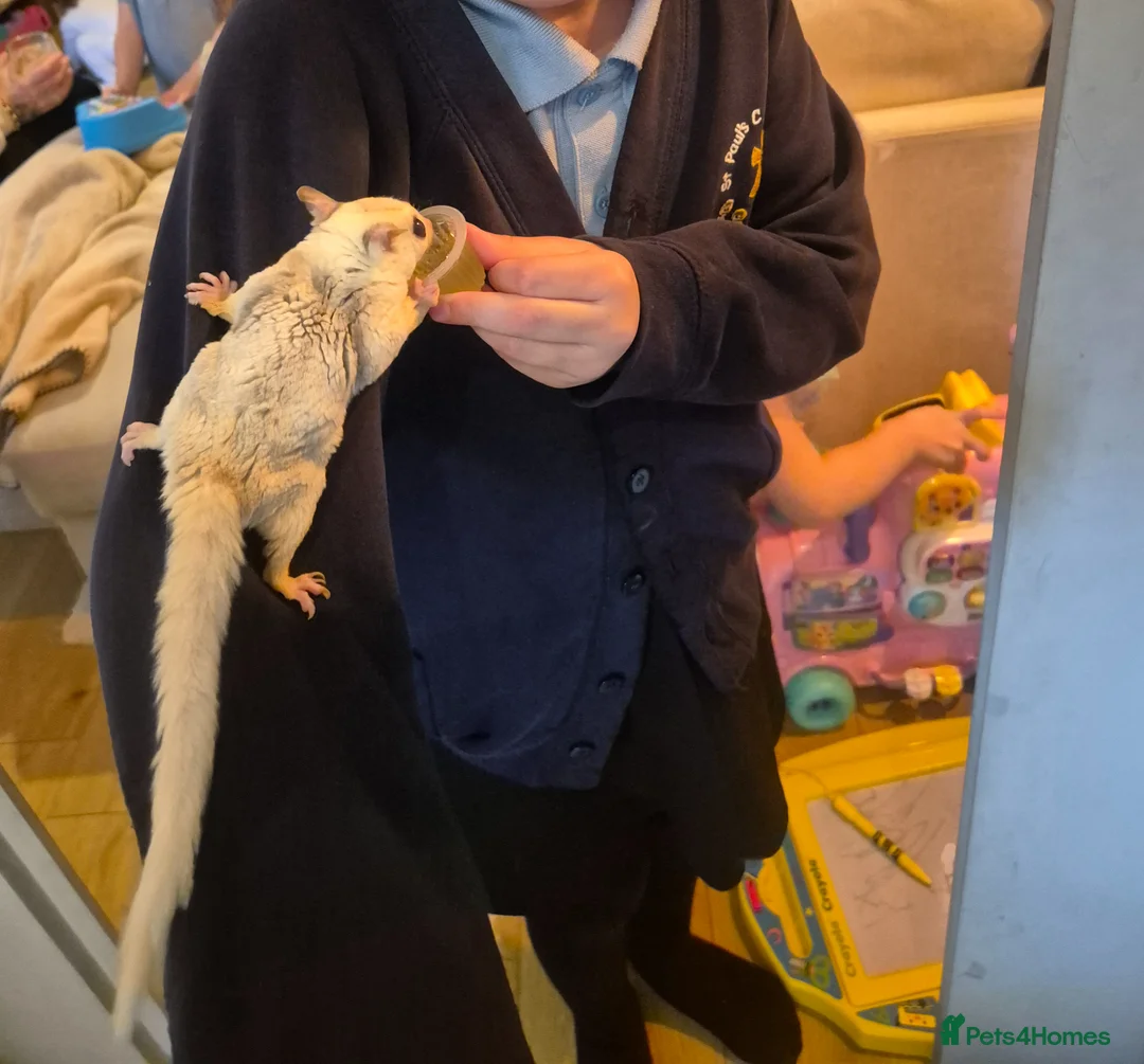 Sugar Glider rodents for sale: Two male sugar gliders  - Advert 2