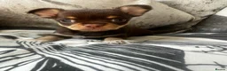 Chihuahua dogs for sale: Beautiful chihuahua puppies  - Advert 21