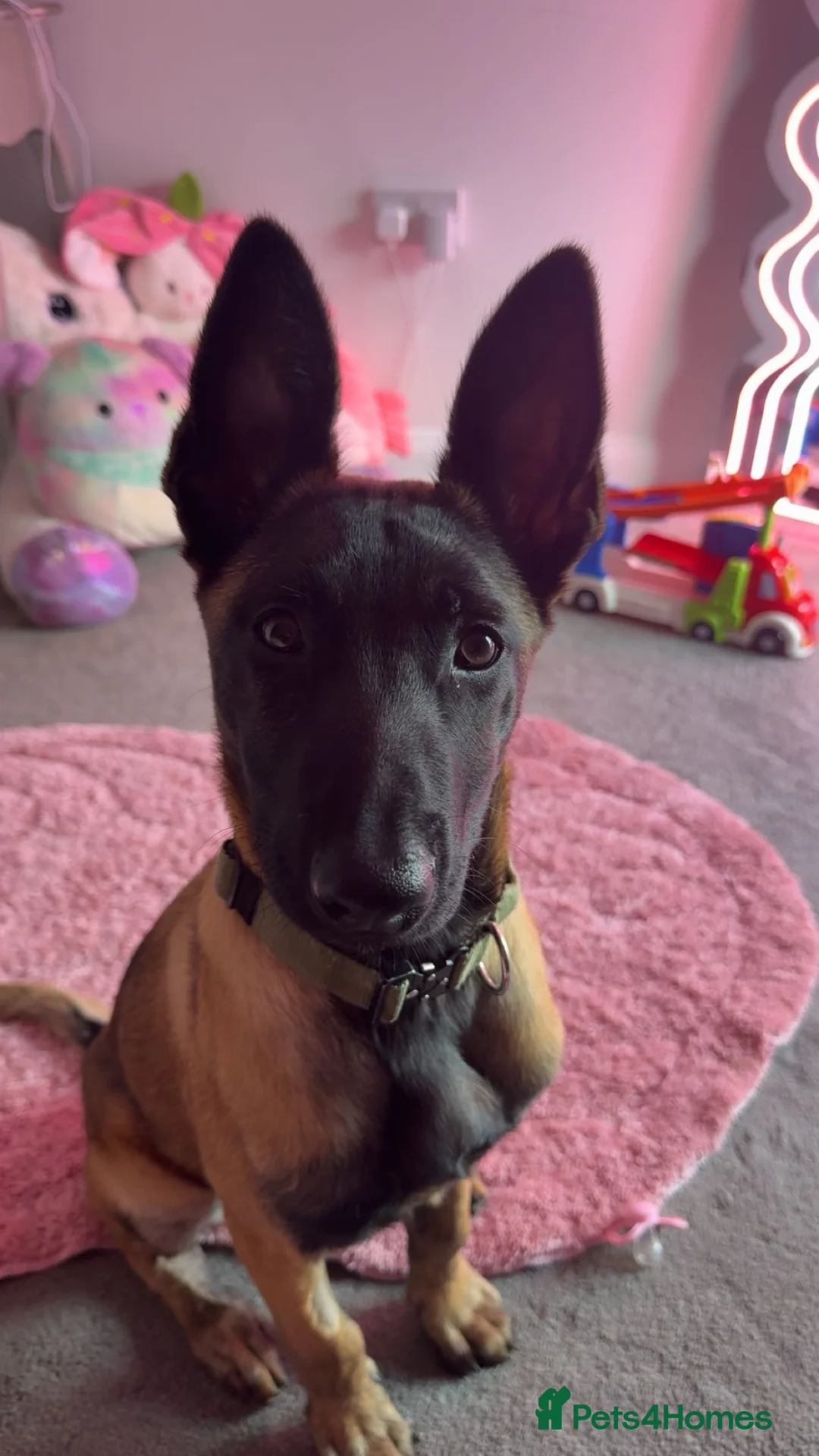 Belgian Shepherd Dog dogs for sale: Shadow to find the best home only - Advert 5