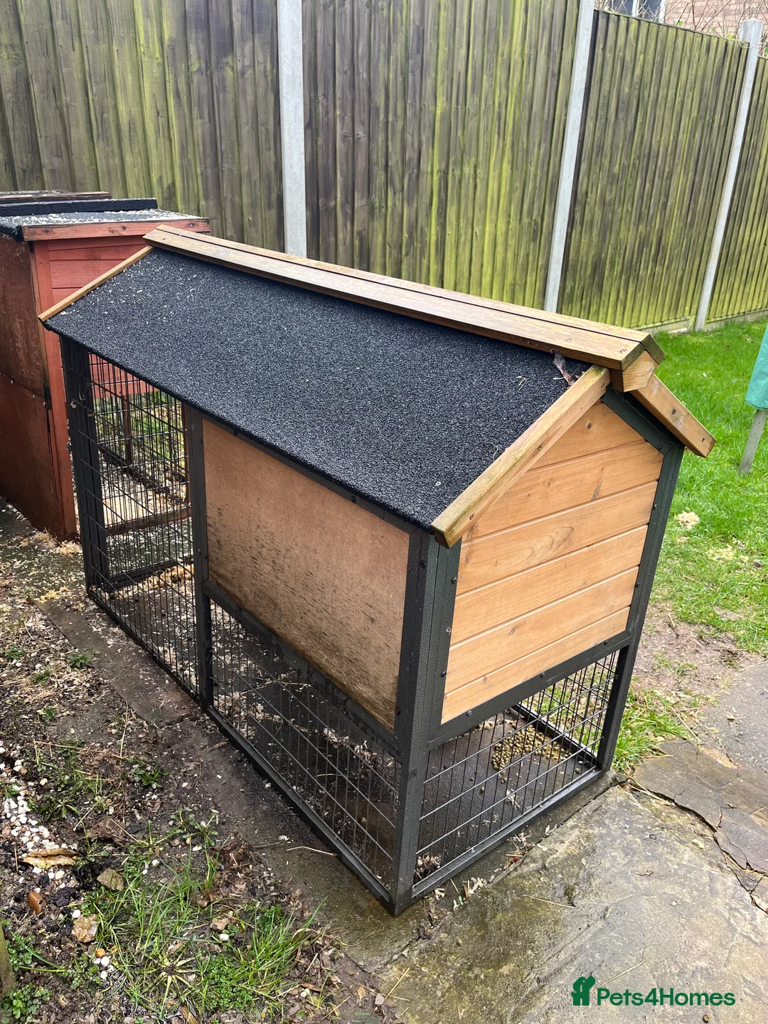 Mini Lop rabbits for sale: Two lovely mini lop rabbits. in Stevenage - Advert 12