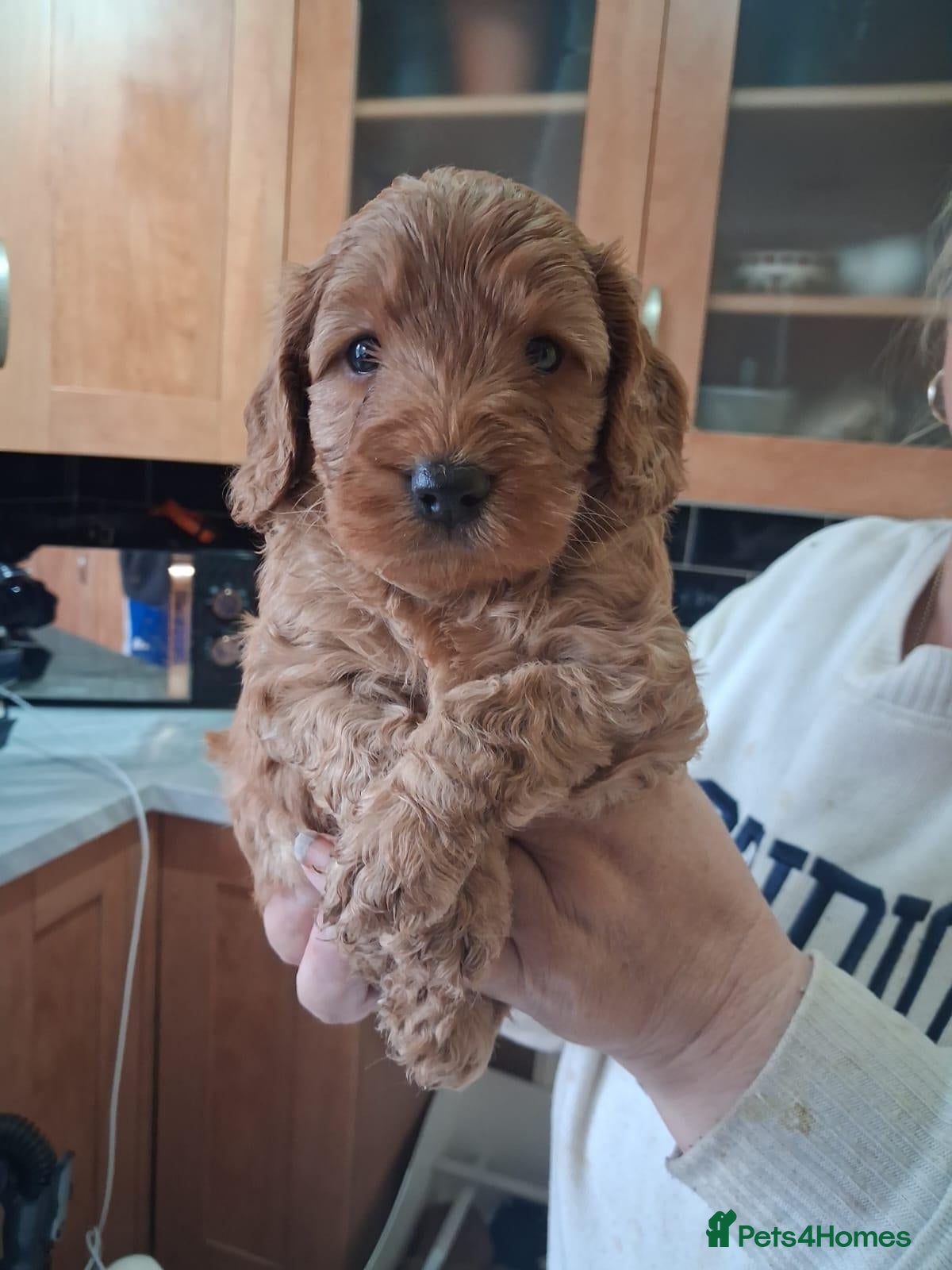 Cockapoo dogs Excellent cockerpoos x1 male - Advert 2