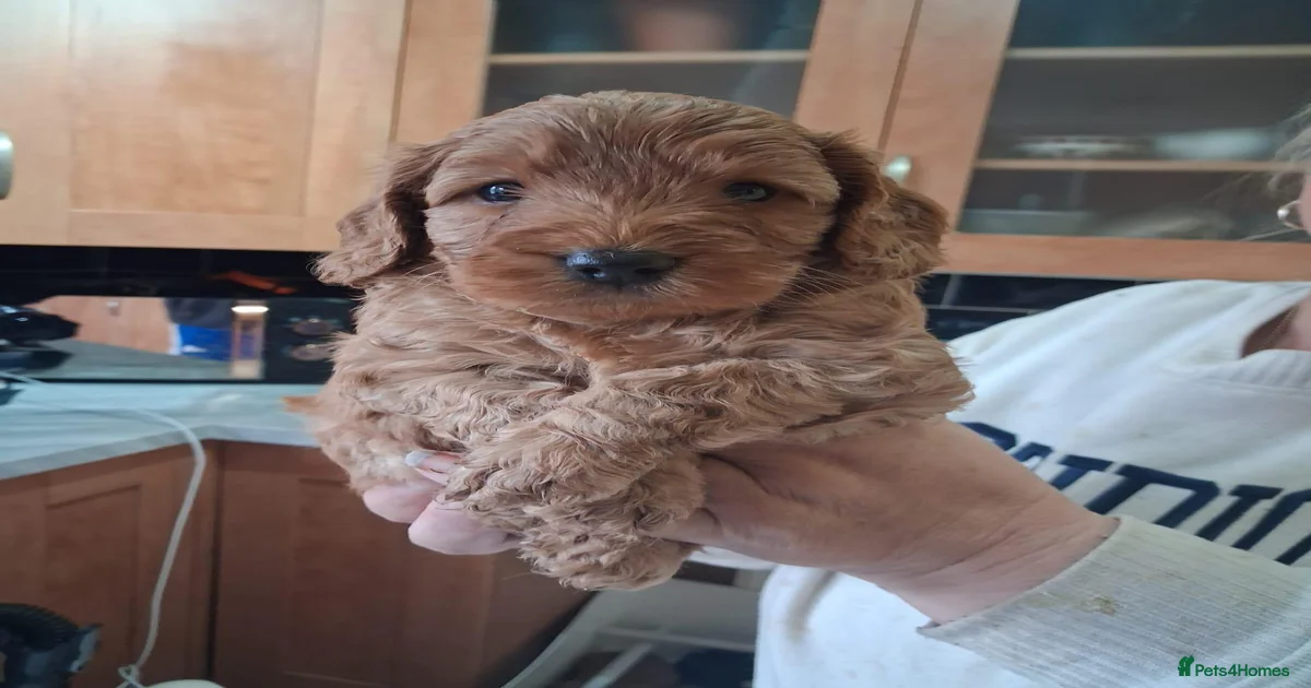 Cockapoo Puppies for sale in Scunthorpe, North Lincolnshire | Pets4Homes