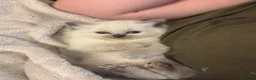 Ragdoll cats for sale: Beautiful Ragdoll kittens  - Advert 10