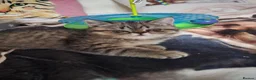 Exotic cats for sale: READY  Now  EXOTIC  GIRLS  - Advert 12