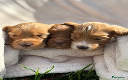 Cockapoo dogs for sale: Stunning Cockapoo Puppies KC Reg Parents - Image 4
