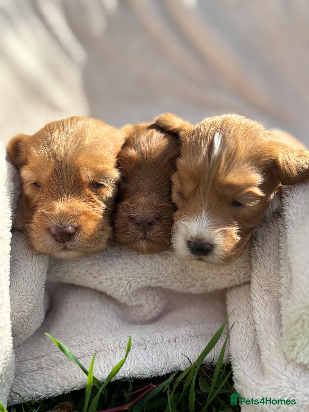 Cockapoo dogs for sale: Stunning Cockapoo Puppies KC Reg Parents - Image 4