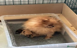 Pomeranian dogs for sale: Kc reg. Show quality 3 Pomeranian girls - Image 30