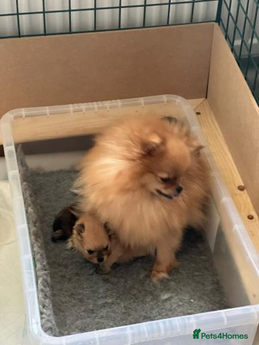 Pomeranian dogs for sale: Kc reg. Show quality 3 Pomeranian girls - Image 30