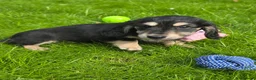 Miniature Dachshund dogs for sale: Stunning KC Long hair daxi. 5* breeders  - Advert 11