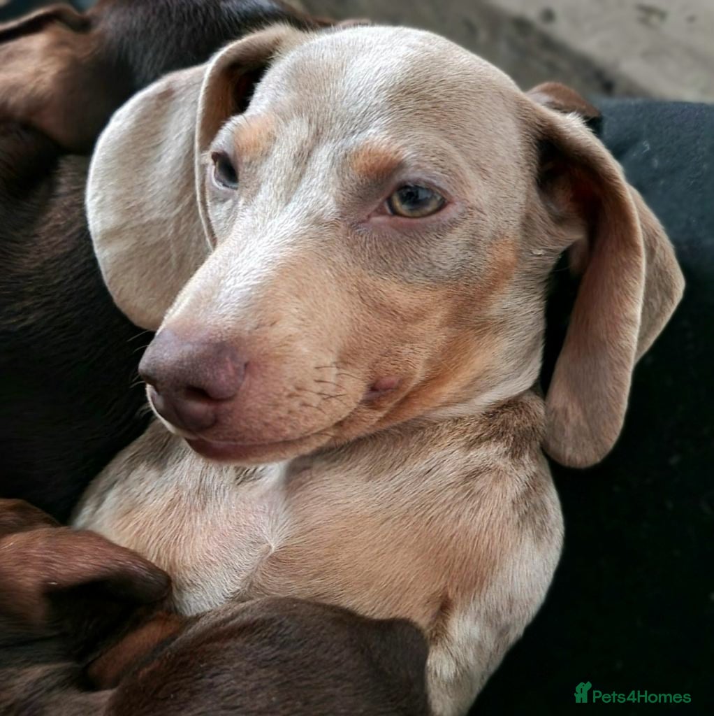 Miniature Dachshund dogs Isabella & Cream Dapple Miniature Dachshund Stud in Doncaster - Advert 20