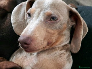 Miniature Dachshund dogs in Doncaster - Advert 21