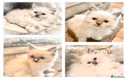 Ragdoll cats for sale: traditional Mitted ragdoll’s - Advert 12