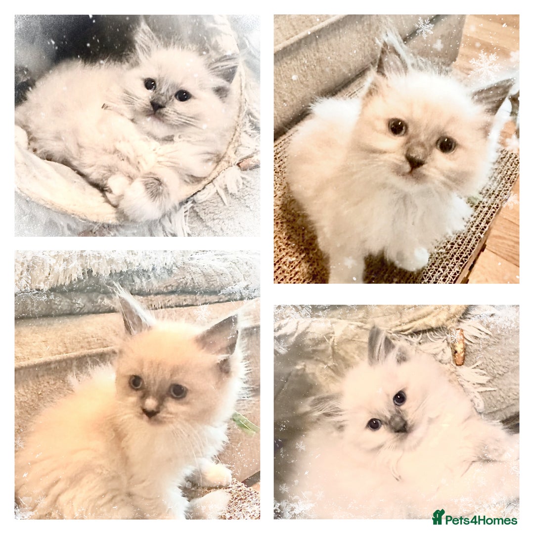 Ragdoll cats for sale: traditional Mitted ragdoll’s - Advert 12