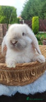 Mini Lop rabbits Mini lop - Advert 5