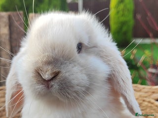 Mini Lop rabbits Mini lop - Advert 9