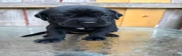 Mixed Breed dogs for sale: Cane Corso/Rottweiler puppies in Bridgwater - Advert 25