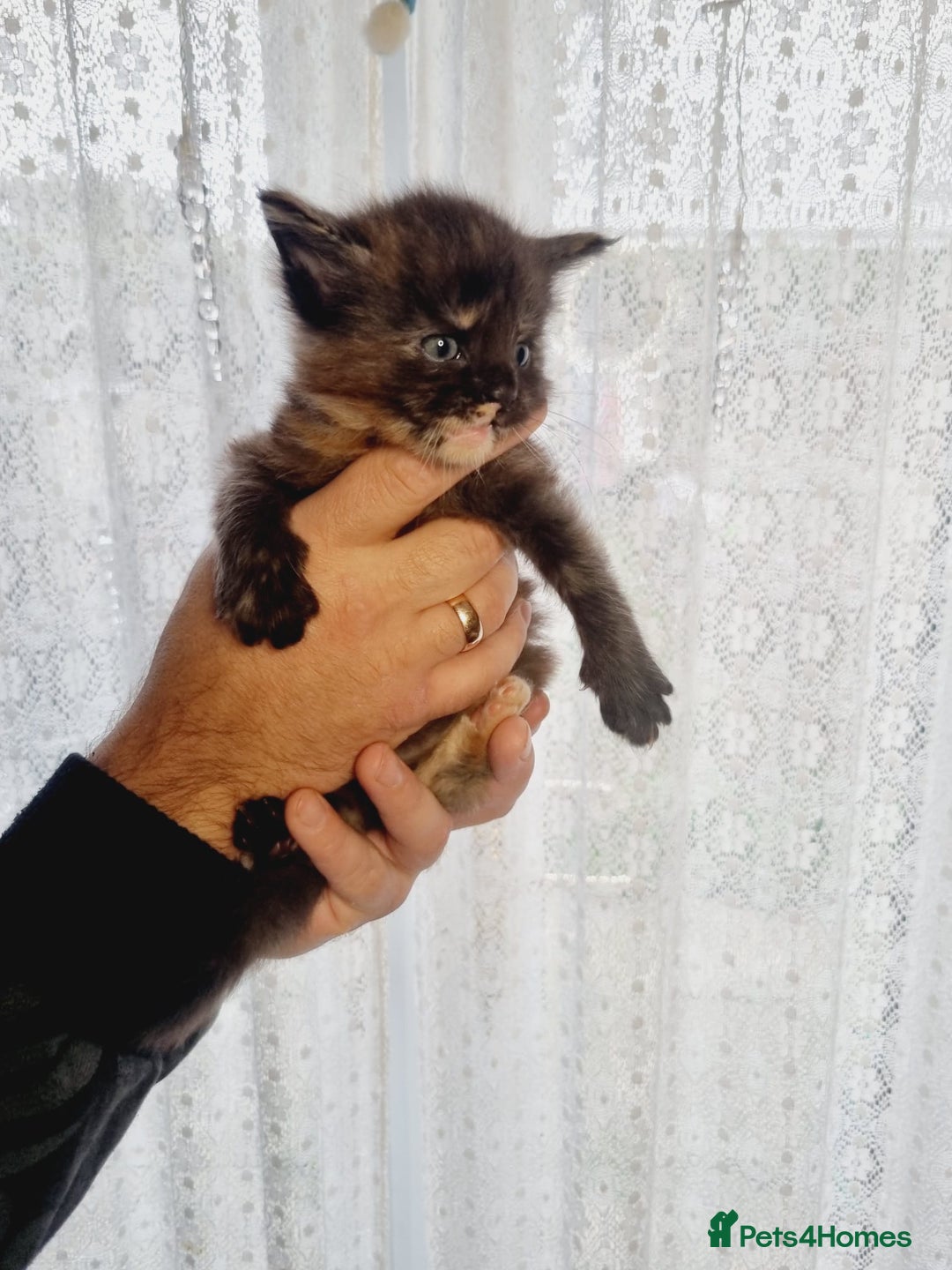 Maine Coon cats for sale: GCCF Regestered Maine Coon Kittens - Advert 8