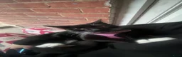Domestic Shorthair cats for sale: maggie  - Advert 7