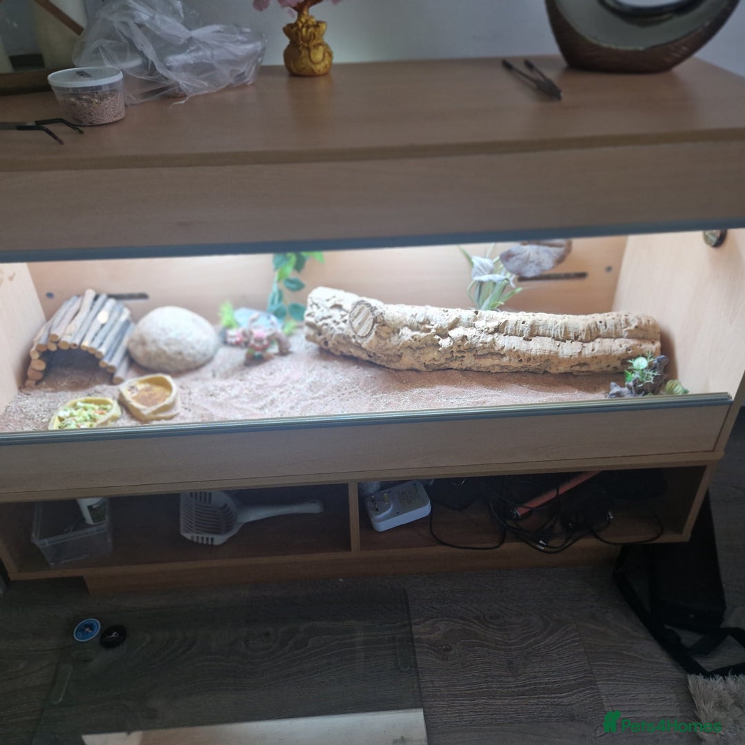 Bearded Dragon reptiles for sale: Bearded dragon with enclosure and stand  - Advert 6