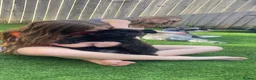 Miniature Schnauzer dogs for stud: For Stud 4th gen KC Registered Miniature Schnauzer - Advert 10