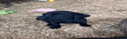 Labrador Retriever dogs for sale: KC Registered Black & Yellow Labrador Puppies - Advert 5