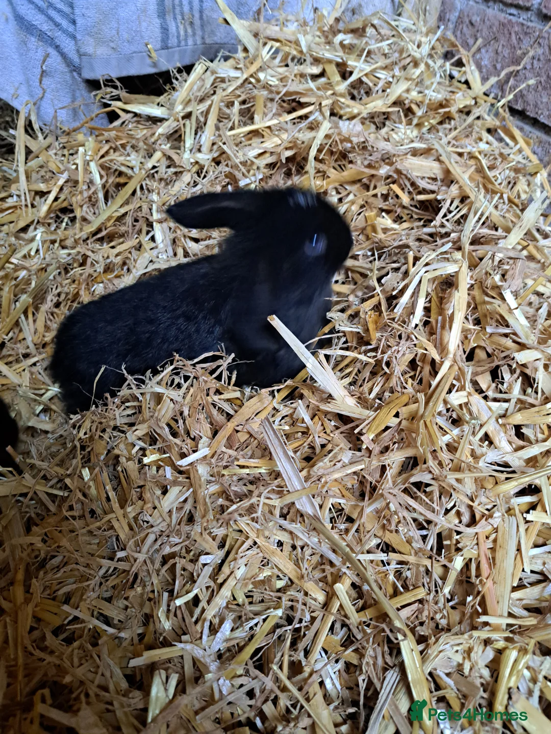 French Lop rabbits for sale: Baby lop eared rabbits - Advert 10