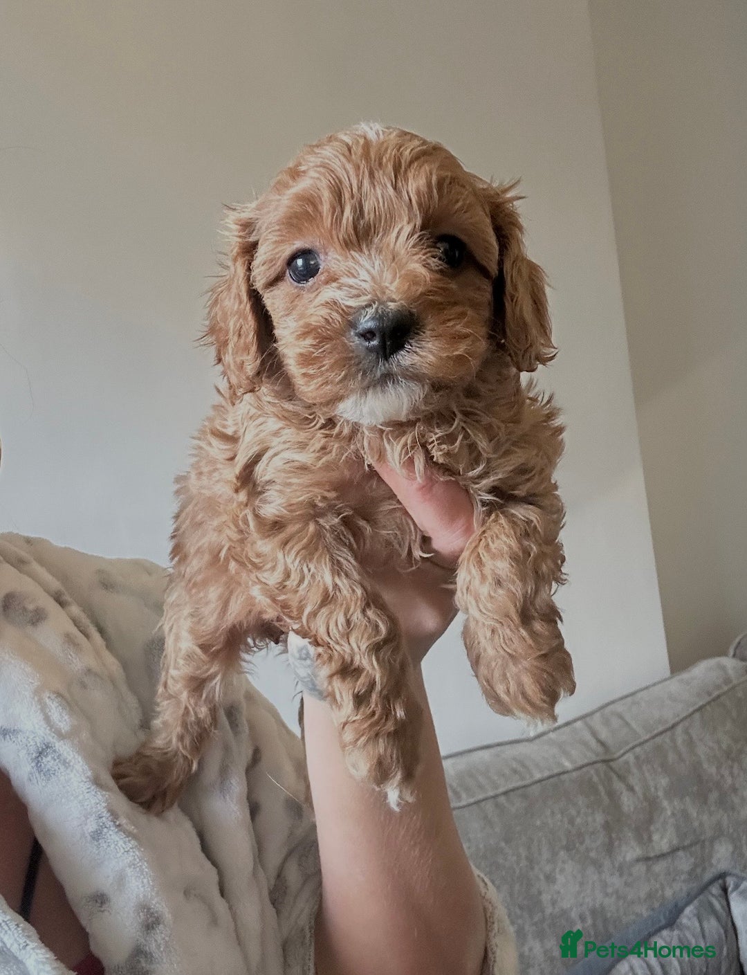 Cavapoo dogs for sale: Fully health tested Cavapoos’s  - Advert 12