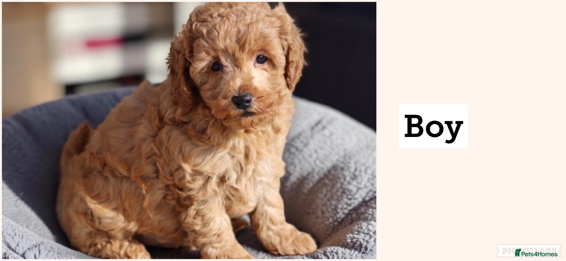 Cavapoochon dogs Cavapoochon puppies for sale Fox Red  - Advert 2