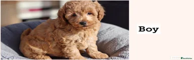 Cavapoochon Puppy 1