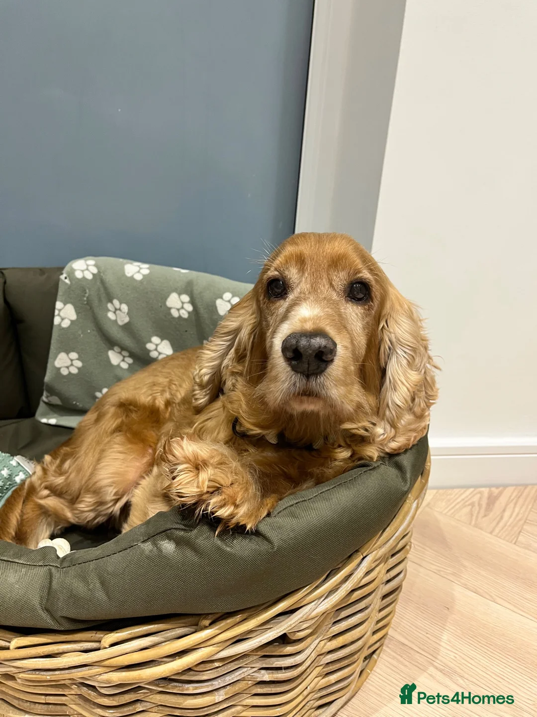 Cocker Spaniel dogs for stud: Ralph  in Driffield - Advert 2