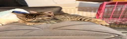 British Shorthair cats for sale: Beautiful little tabby boy in Leicester - Advert 4