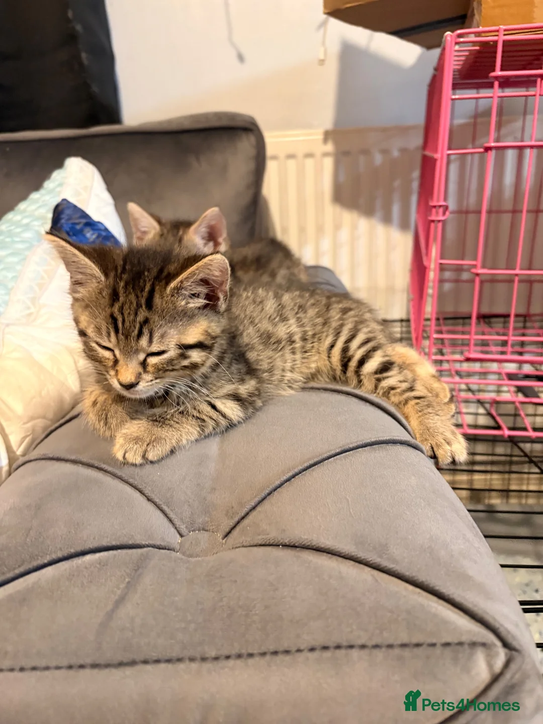 British Shorthair cats for sale: Beautiful little tabby boy in Leicester - Advert 4