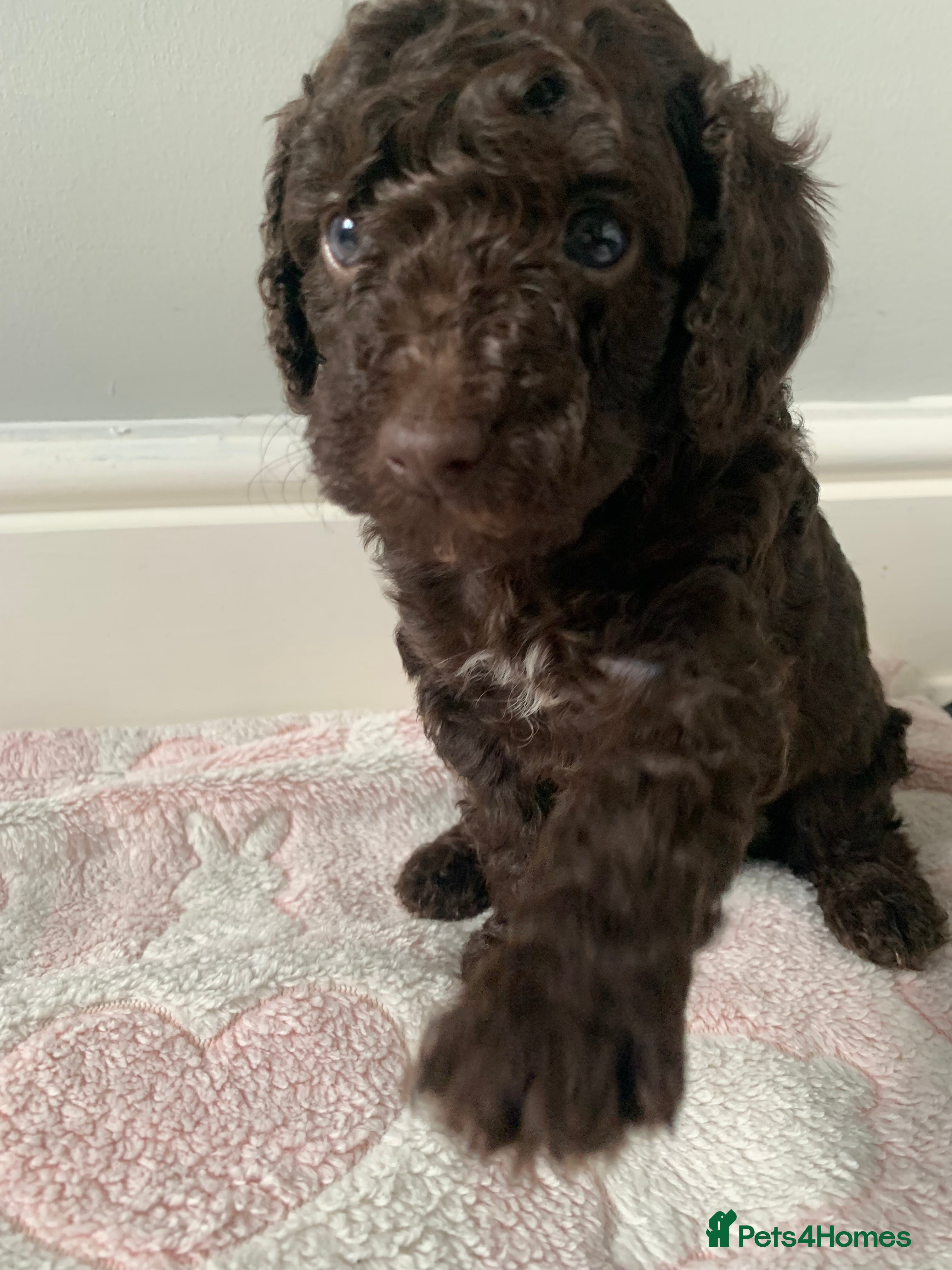 Cockapoo dogs ✨ Beautiful Cockapoo Puppies –  1 Boy & 4 Girls✨ - Advert 11