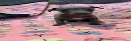 Whippet dogs for sale: 2 stunning boys left Ready to go kc reg - Advert 19