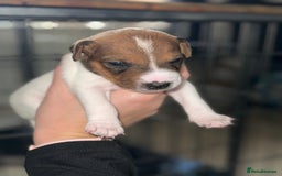 Parson Russell dogs for sale: 3 Male Parson Jack Russell’s for sale  - Image 11