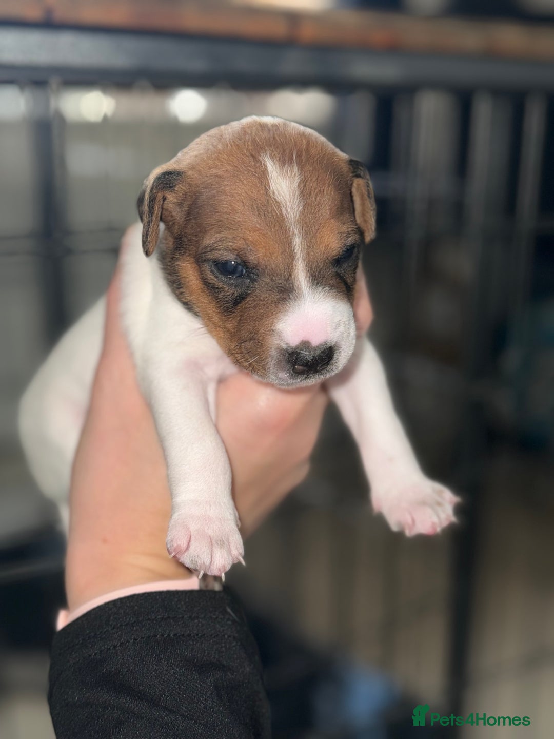 Parson Russell dogs for sale: 3 Male Parson Jack Russell’s for sale  - Image 11