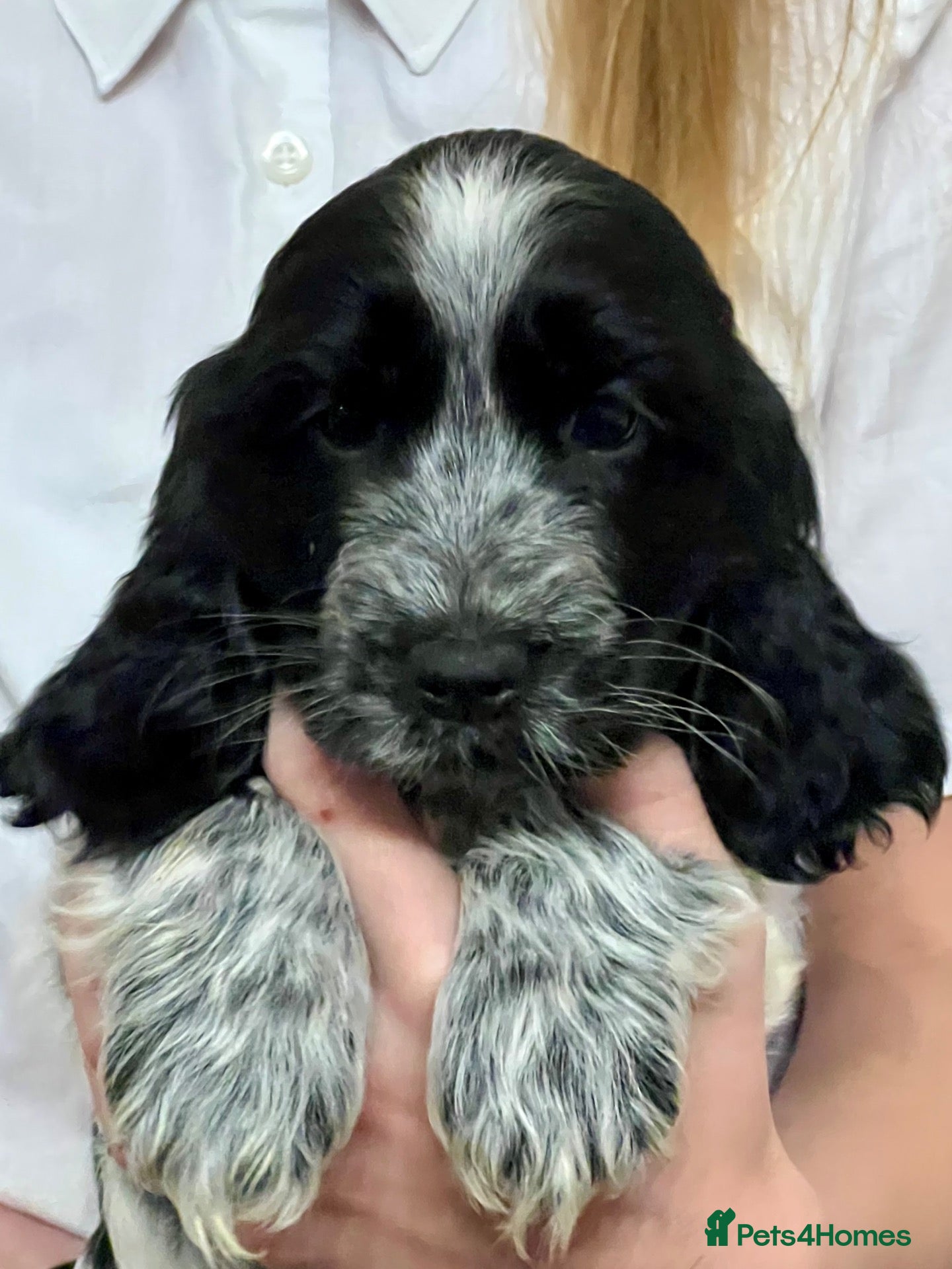 Cocker Spaniel dogs Show Cocker Spaniels - Advert 17